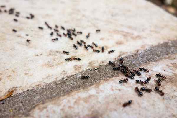 Termites vs. Fourmis 8 façons de les distinguer