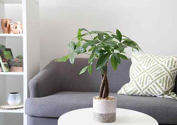 Les 14 meilleurs arbres comme cadeaux pour toute occasion