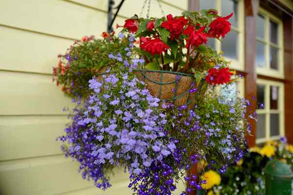 As 25 melhores plantas para cestas penduradas