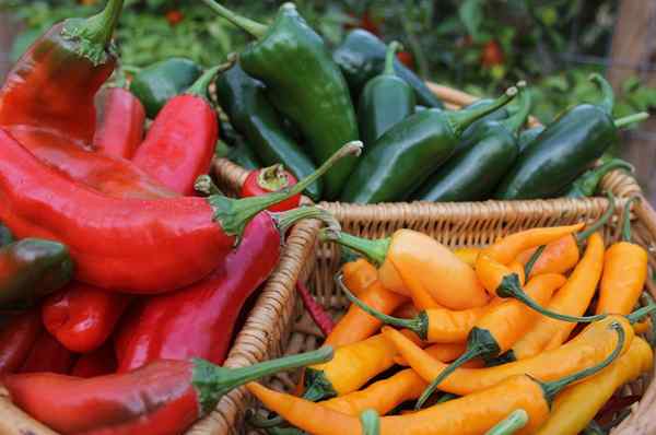 Les 25 meilleurs types de poivrons pour que les jardiniers novices poussent