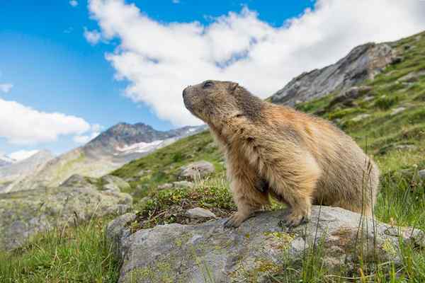 Les origines anciennes de la journée de marmotte