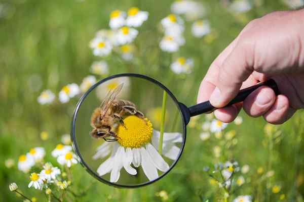 Les meilleurs services de déménagement d'abeilles de 2023