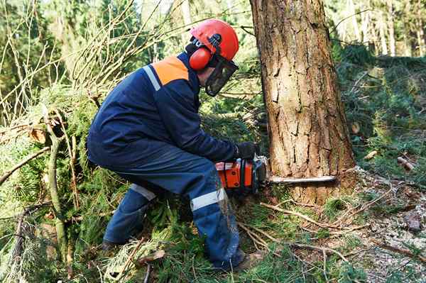 Os melhores acretas de serra de 2023