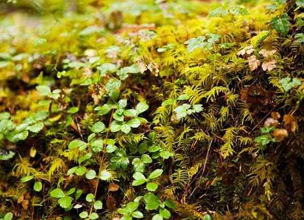 Las mejores plantas de cobertura de tierra de bajo mantenimiento para su propiedad