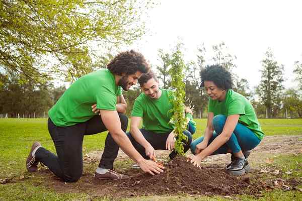 Perkhidmatan penanaman pokok peringatan terbaik 2023