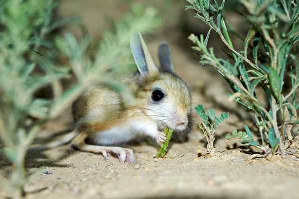 Les meilleurs répulsifs de lapin de 2023