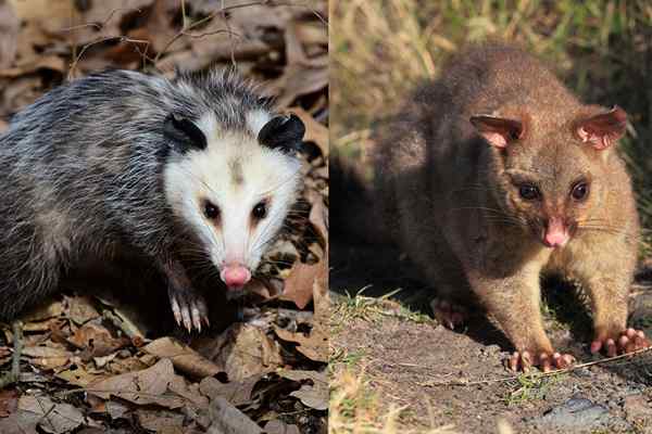 Was ist der Unterschied? Opossum vs. Beutelratte