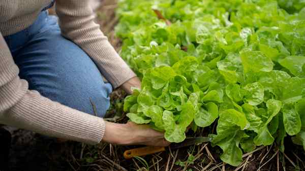 11 tipos de verduras asiáticas e como cultivá -los