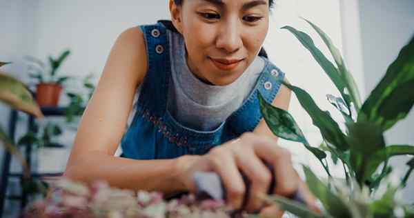 12 houseplants yang mengumpulkan debu yang paling banyak-dan mengapa itu perkara yang baik