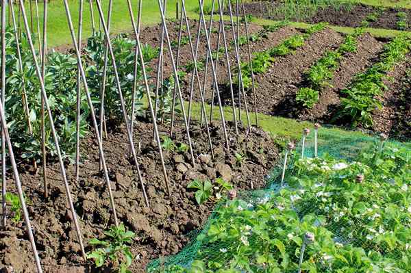 14 weise Möglichkeiten, um Ihren Garten zu wetterfest