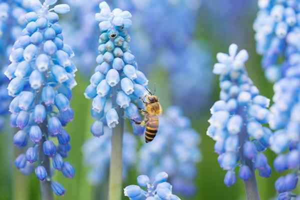 20 Blumen, die Bienen in Ihren Garten anziehen