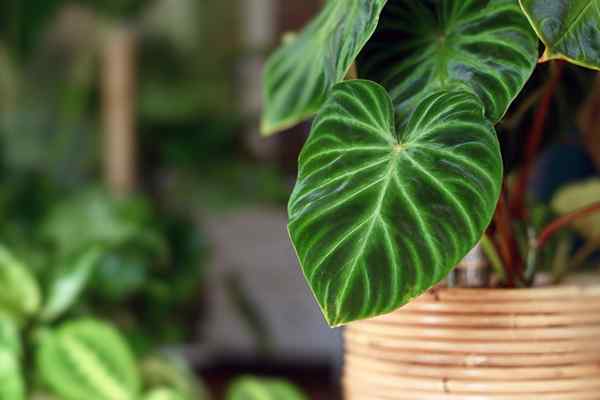 20 plantes d'intérieur à faible luminosité que vous pouvez grandir pratiquement n'importe où