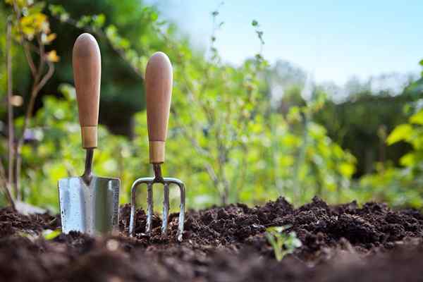 20 façons totalement gratuites de démarrer un jardin cette année