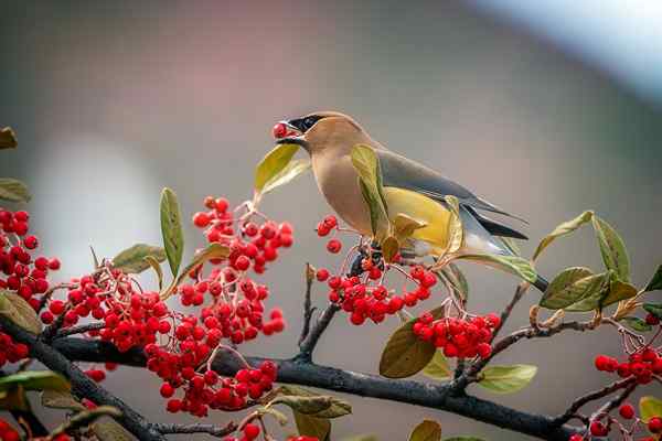 6 oiseaux qui tirent leur coloration de la nourriture qu'ils mangent et quoi les nourrir