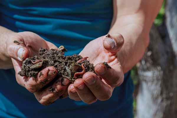 7 alasan untuk mencintai cacing tanah-dan bagaimana menarik lebih banyak ke kebun anda