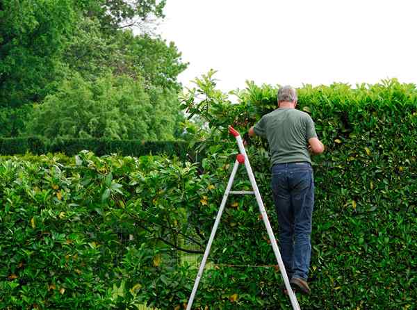 8 errores de poda para evitar en su rutina de cuidado vegetal