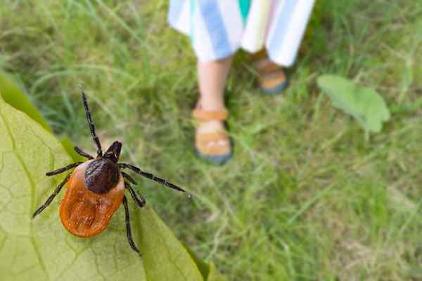 9 types de tiques à surveiller cette année et lesquelles peuvent vous causer le plus de mal