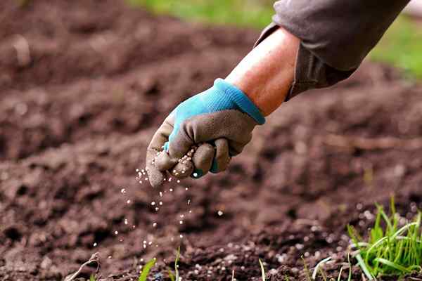 Una guía completa para elegir y usar fertilizante para hierba nueva