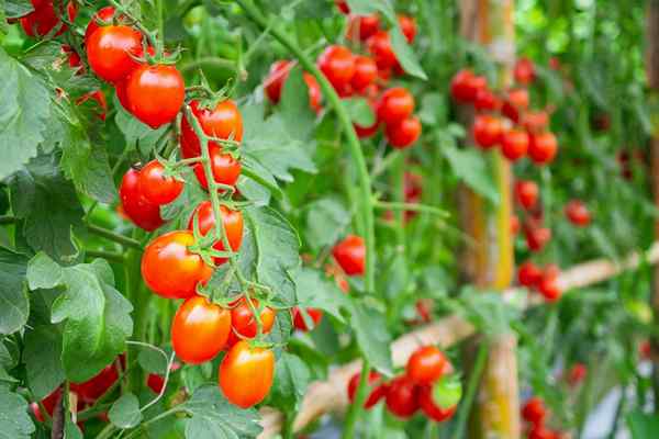 Déterminer vs. Tomates indéterminées Quelle est la différence?