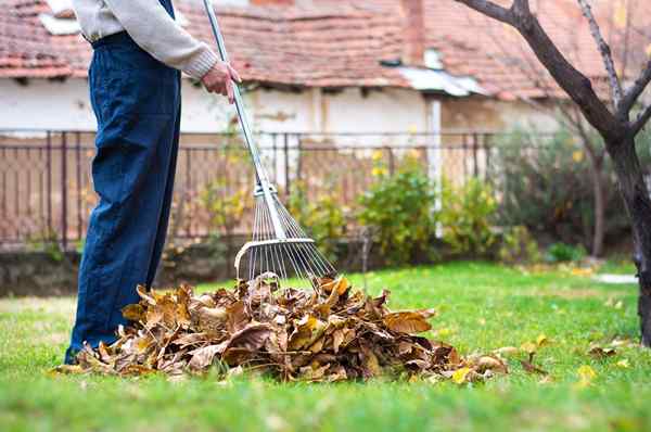 Wie viel kostet die Gartenreinigung??