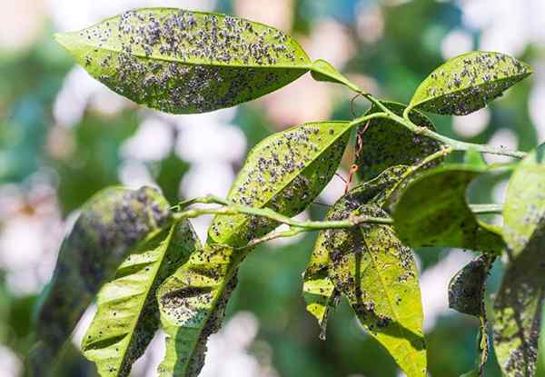 Cara Menghilangkan Aphids