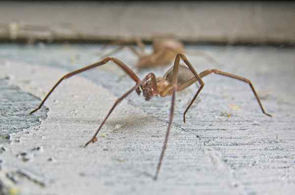 Como se livrar de aranhas marrons reclusa