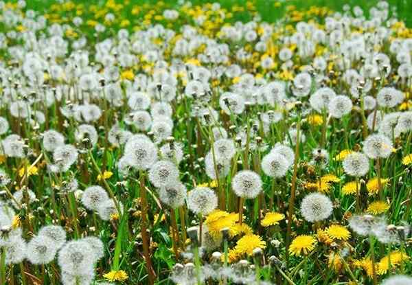 Bagaimana menyingkirkan dandelion