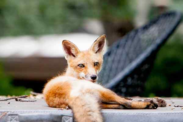 Comment se débarrasser des renards