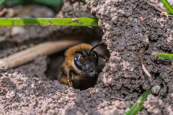 So werden Sie in 5 Schritten gemahlene Bienen in Ihrem Garten los