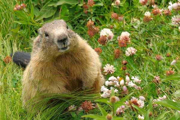 Wie man Groundhogs effektiv und menschlich loswerden