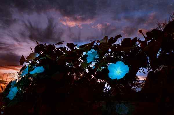 Cómo cultivar un jardín de luna en casa