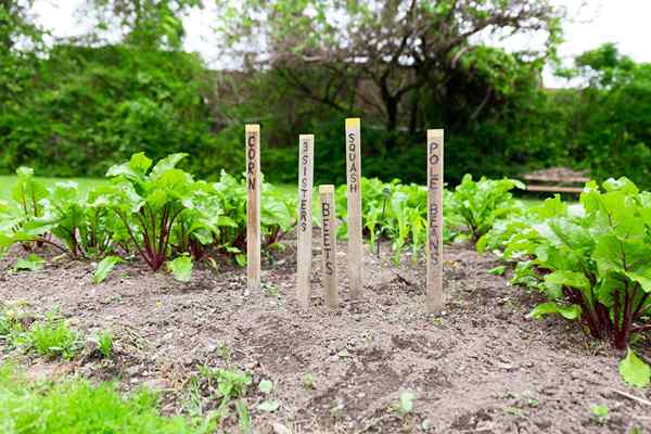 Cómo cultivar un jardín de tres hermanas en casa