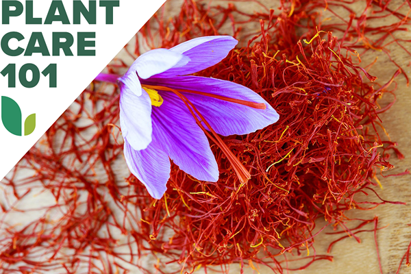 Cara Tumbuh Saffron-dan Simpan Bundle over membeli rempah