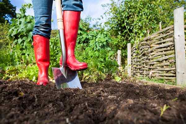 Wie man einen Garten ohne Pinne 10 -Lösungen erfolgt, die funktionieren