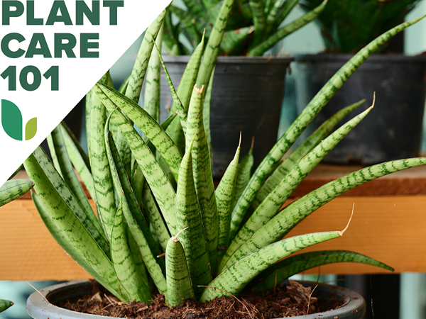 Snake Plant Care 101