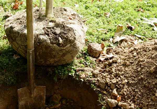 Résolu! Le meilleur moment pour planter un arbre