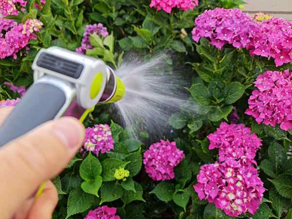 Résolu! C'est le meilleur moment pour arroser les plantes