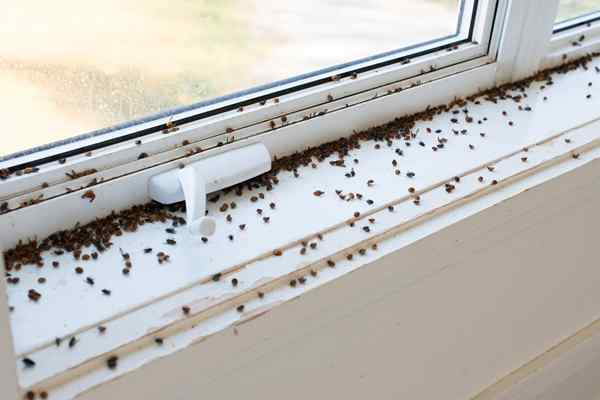 Resolvido! Quais são os pequenos insetos pretos em minha casa perto da janela?