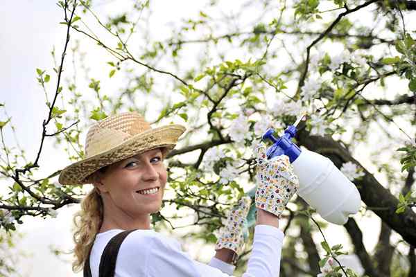 Gelöst! Wann ist die beste Jahreszeit zum Sprühen von Obstbäumen??