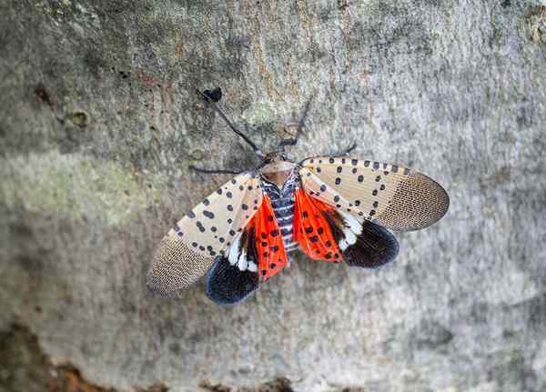 Spottete Laternenfliegerei schlüpfen bald, was Sie tun sollten