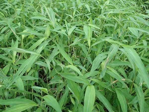 Stiltgrass la nouvelle mauvaise herbe invasive qui se déroule sur la prise en charge de votre jardin