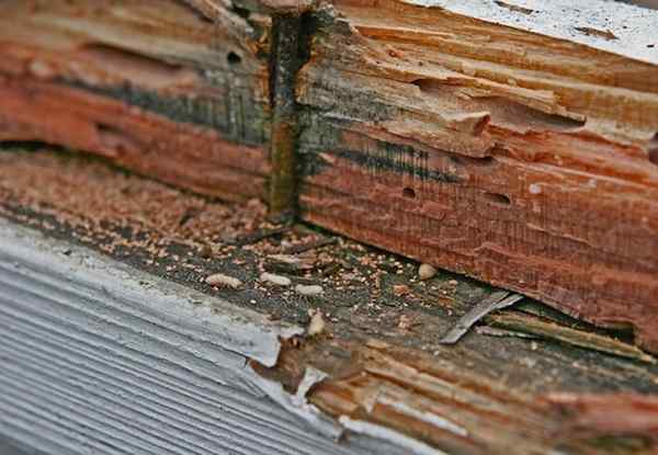 Conseils supérieurs d'infestation des termites pour la prévention