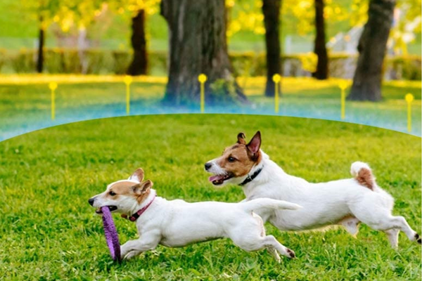 Las mejores cercas invisibles para perros de 2023