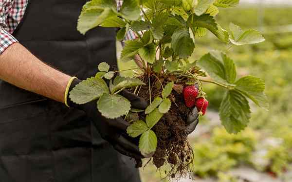 Tanah terbaik untuk strawberi pada tahun 2023