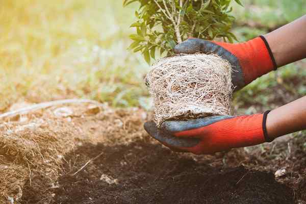 Les meilleurs services de plantation d'arbres de 2023