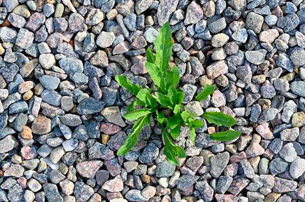 Les meilleurs tueurs de mauvaises herbes pour le gravier de 2023