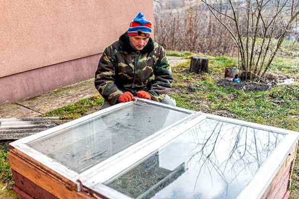 Experimente estas 5 etapas simples para trazer suas plantas de pátio de inverno de volta à vida